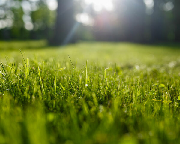 Que faire en février dans son jardin ?