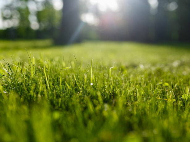 Que faire en février dans son jardin ?