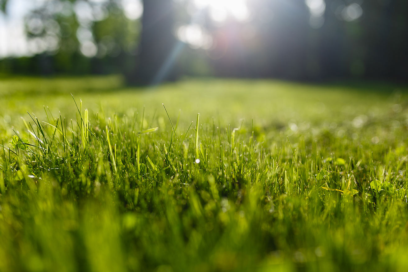 Que faire en février dans son jardin ?