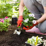 Que faire en février dans son jardin ?