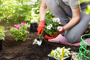 Que faire en février dans son jardin ?
