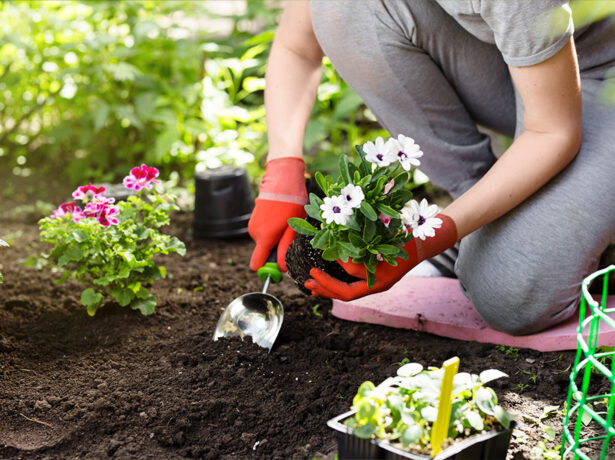 Que faire en février dans son jardin ?