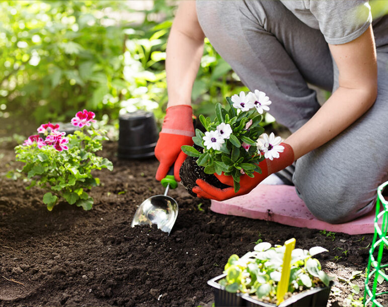 Que faire en février dans son jardin ?