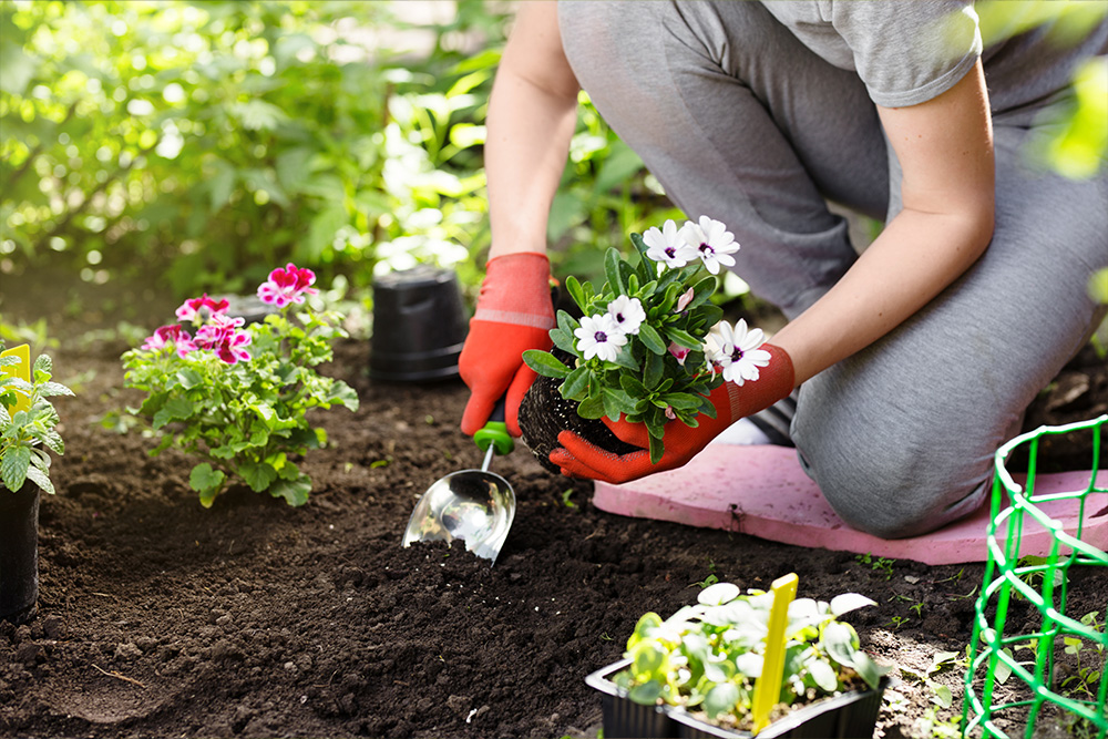 Que faire en février dans son jardin ?